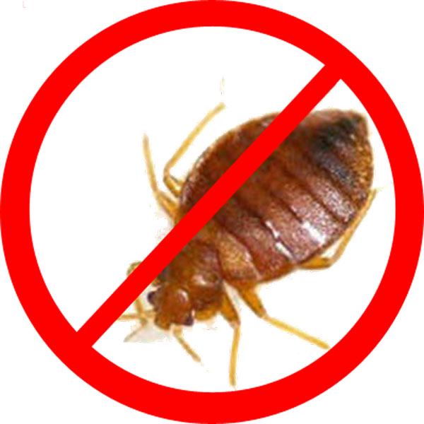 Bed Bug Treatment 1